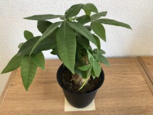 パキラ